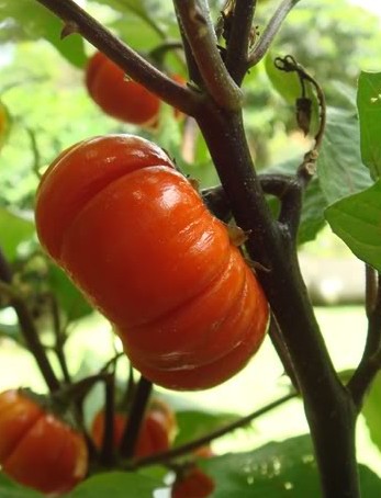 Solanum aethiopicum seed